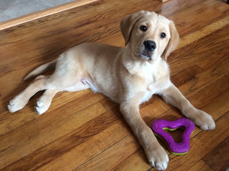 Entry image for Timmy. Clicking this image will show a larger photo