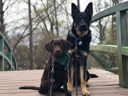 Entry image for Muffin & Henry. Clicking this image will show a larger photo
