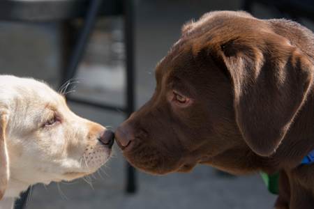 Angus & Tucker