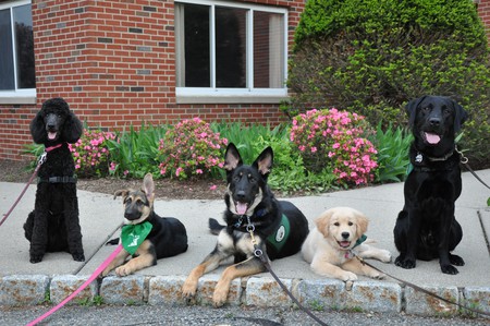 Entry image for Gatwick, Wonder, Arlo, Vista & Pirate. Clicking this image will show a larger photo