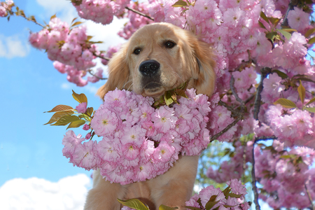 Entry image for Maggie. Clicking this image will show a larger photo