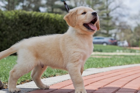 Entry image for Clifford. Clicking this image will show a larger photo