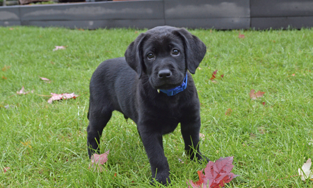 Entry image for Patton. Clicking this image will show a larger photo