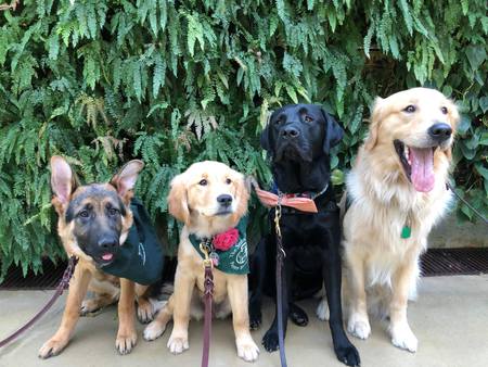 Entry image for Leif, Missy, Ponder & Gandalf. Clicking this image will show a larger photo
