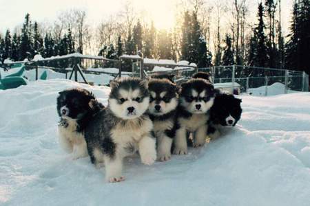 "The Babies"