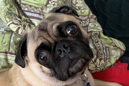 Vader