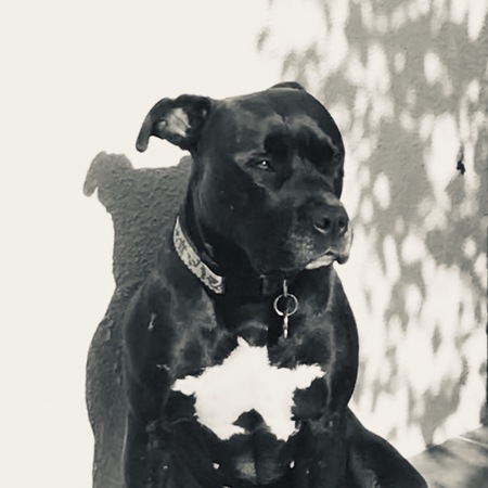 Frankie