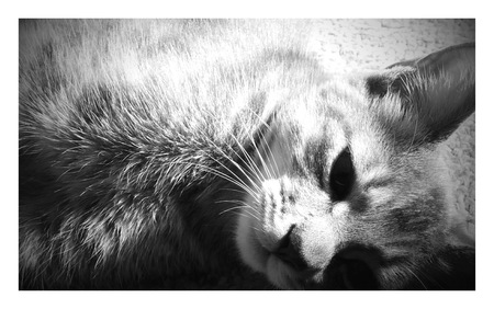 Miss Chiff