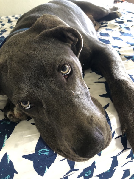 Blu