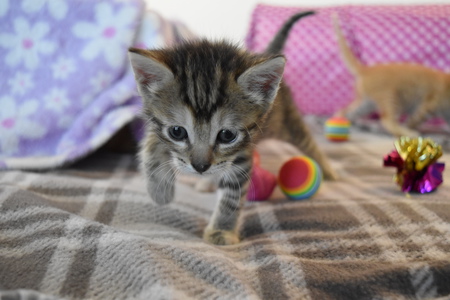 Rocky - (current Foster Kitten)  