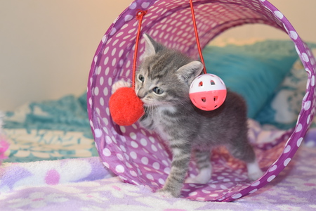 Gracie (Current Foster Kitten) 