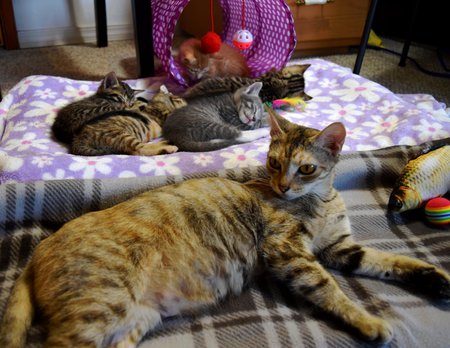 Krystal and Baby Kittens (Current Foster Cat and Kittens) 