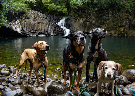 Nalani, Kai, Monroe, Spaz (Left to Right)