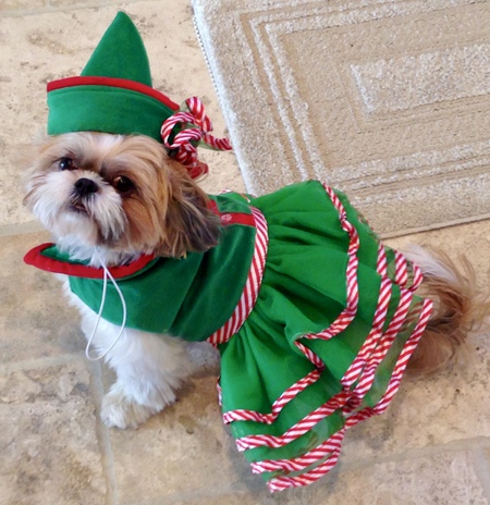 Bailey The Elf Is Ready For the Holidays!