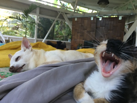 Dora and monkey