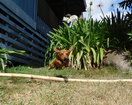 Bruno