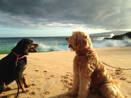 Ruby & Cody
