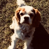 Entry image for Charlie