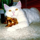 Entry image for Ausa