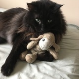 Entry image for Psycho