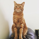 Entry image for Mork