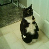 Entry image for Izzy