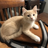 Entry image for Nacho 