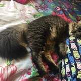 Entry image for Remy