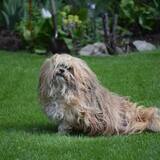 Entry image for Spike