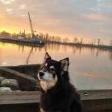 Entry image for kiwi