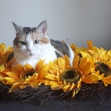 Entry image for Patches