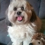 Entry image for Sampson