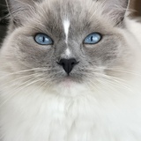 Entry image for Millie