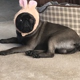 Entry image for Rupert