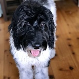 Entry image for Puffin