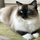 Entry image for MooShoo