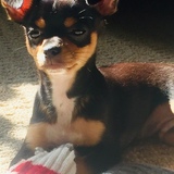 Entry image for Koby