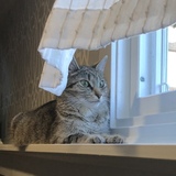 Entry image for Maggie