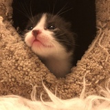 Entry image for Bolt