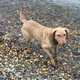 Entry image for Loala 