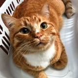 Entry image for Elway