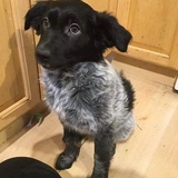 Entry image for Shyloh