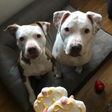 Entry image for Tazanna & Bronco