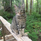 Entry image for Juniper