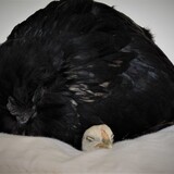 Entry image for Petals and Pepper