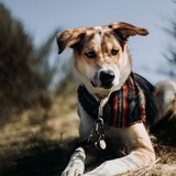 Entry image for Kepler 