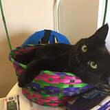 Entry image for Luna