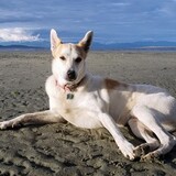 Entry image for Lexi