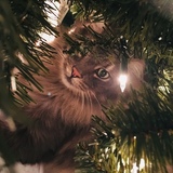 Entry image for Lynx