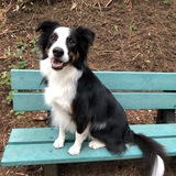 Entry image for Bauer